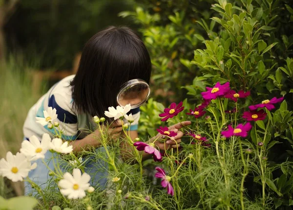 小女孩观察一些花 — 图库照片