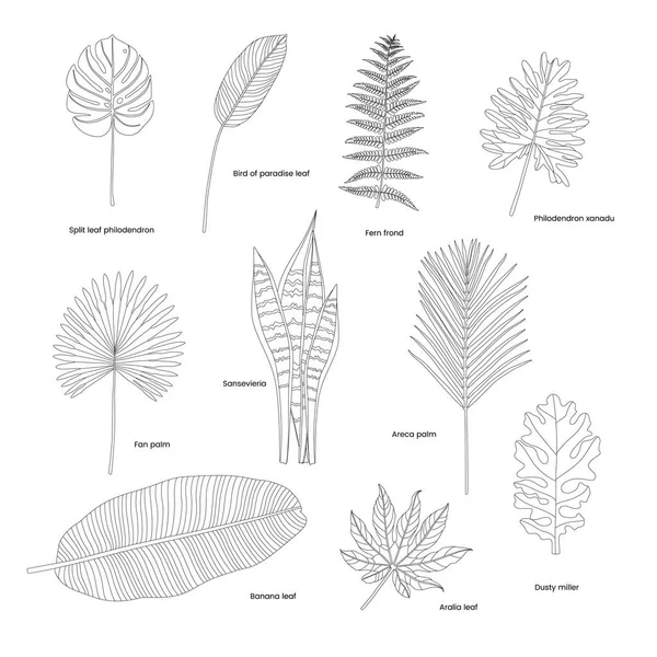 Колекція Ілюстрованих Тропічних Листя — стокове фото