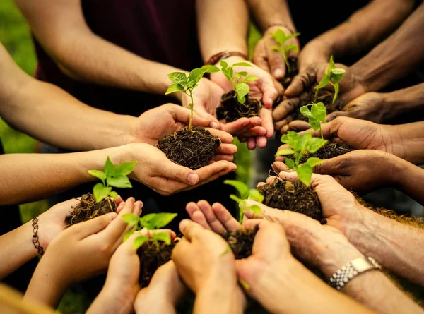 Grupo Voluntarios Plantando Nuevos Árboles — Foto de Stock