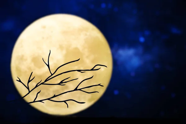 Silueta Árbol Sobre Luna Llena — Foto de Stock