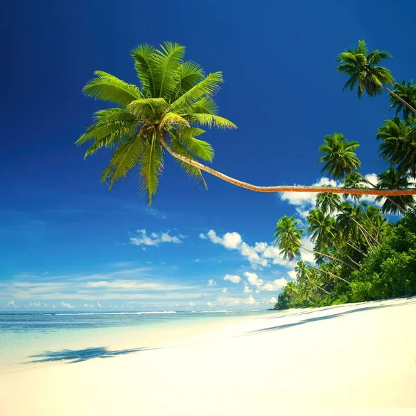 萨摩亚热带海滩上的椰子树 — 图库照片