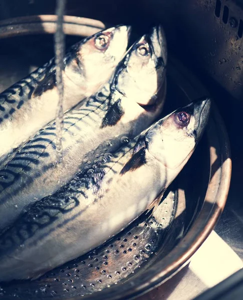 Taze Balıklar Closeup — Stok fotoğraf