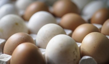 Tatlı taze organik yumurta