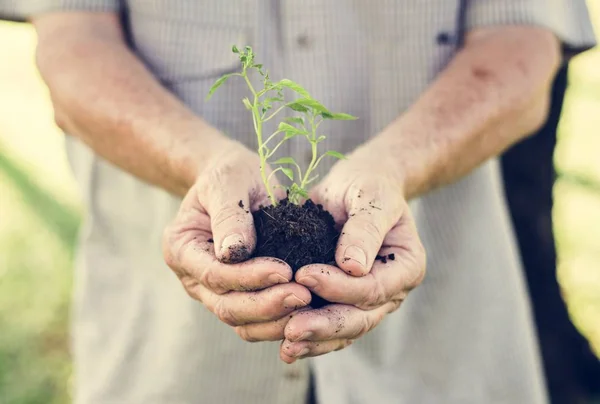 Fechar Homem Segurando Uma Pequena Planta — Fotografia de Stock