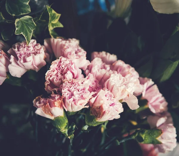 Primo Piano Fiori Garofano Fiore — Foto Stock