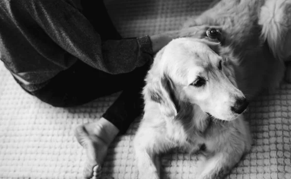 Frau Streichelt Einen Golden Retriever — Stockfoto