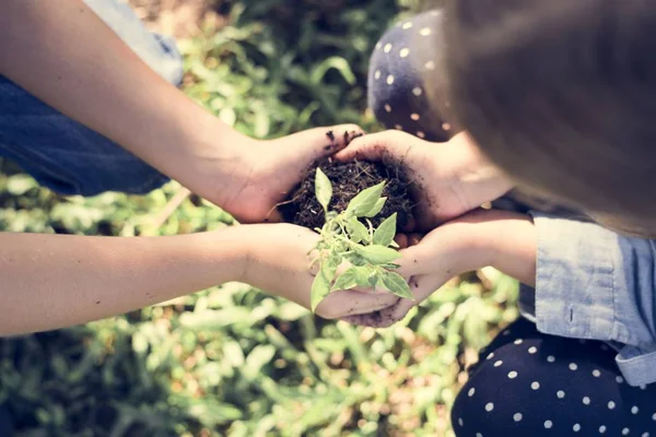 Gelecek için yeni bir ağaç dikme aile