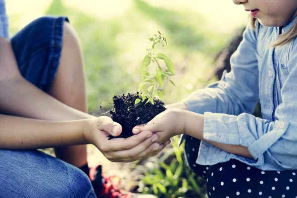 kız ve erkek kardeş gelecek için yeni bir ağaç dikme 