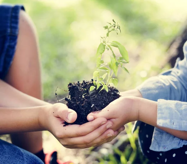 Hermana Hermano Plantando Árbol Nuevo Para Futuro —  Fotos de Stock