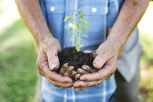 Familie Planten Van Een Nieuwe Boom Voor Toekomst — Stockfoto