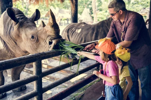 Молодые Кавказские Девушки Кормят Носорогов Зоопарке — стоковое фото