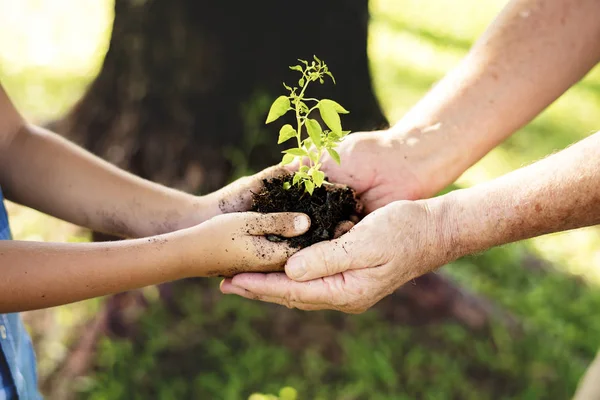 Familie Pflanzt Einen Neuen Baum Für Die Zukunft — Stockfoto