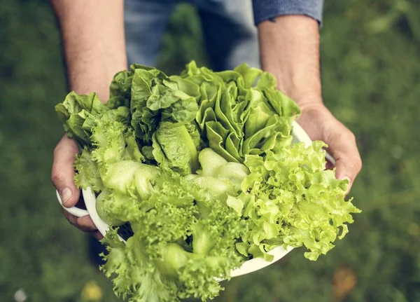 Manos Sosteniendo Verduras Ensalada Mixta Productos Orgánicos Granja — Foto de Stock