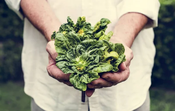 Manos Que Sostienen Productos Ecológicos Col Rizada Granja — Foto de Stock