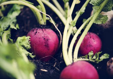 Olgun turp yere yakın çekim çekim