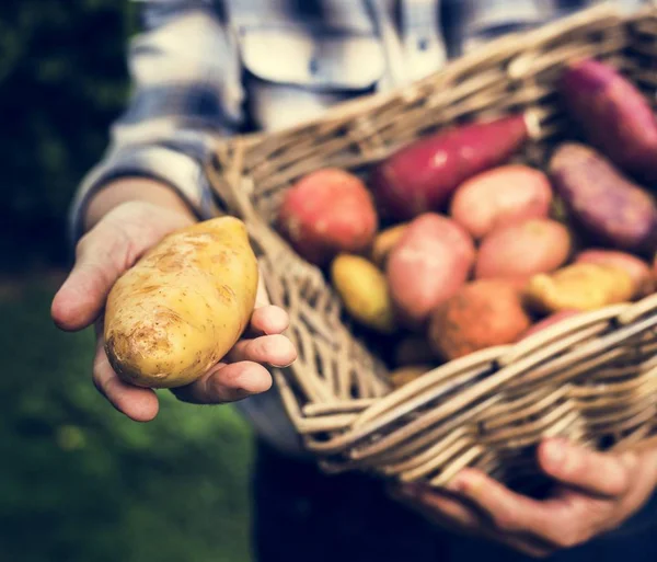 Руки Тримають Картоплю Кошику Органічні Продукти Ферми — стокове фото