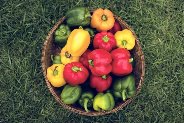 Variety Bell Pepper Bucket — Stock Photo, Image