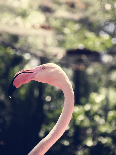 Крупный План Розовой Птицы Фламинго Зоопарке — стоковое фото