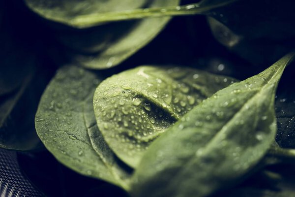 Макрошот из свежих листьев шпината