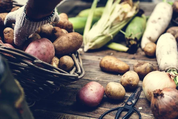 Closeup Hand Arrange Potatoes Wooden Table — Stock Photo, Image