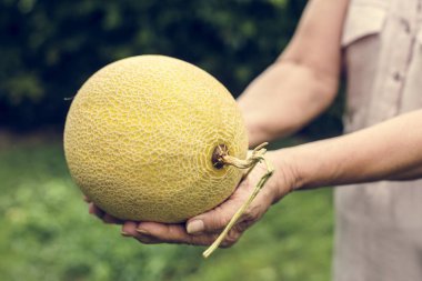 Elinde meyve taze honeydew