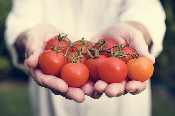 Manos Sosteniendo Tomates Productos Ecológicos Granja — Foto de Stock