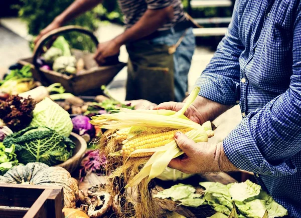 Closeup Hands Holding Choosing Fresh Corns — Stock Photo, Image