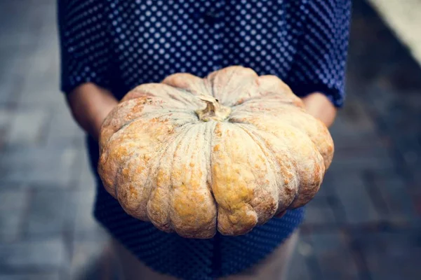 Hands Holding Pumpkin Organic Produce Farm — Stock Photo, Image