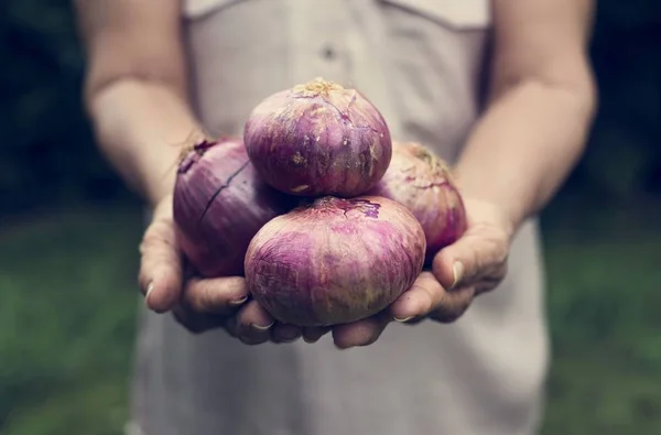 Manos Sosteniendo Cebolla Roja Productos Orgánicos Granja — Foto de Stock