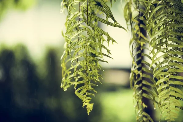 Closeup Green Fresh Fern Leaves Nature — Stock Photo, Image