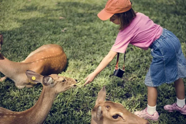 Geyikler hayvanat bahçesinde beslenme beyaz genç kız