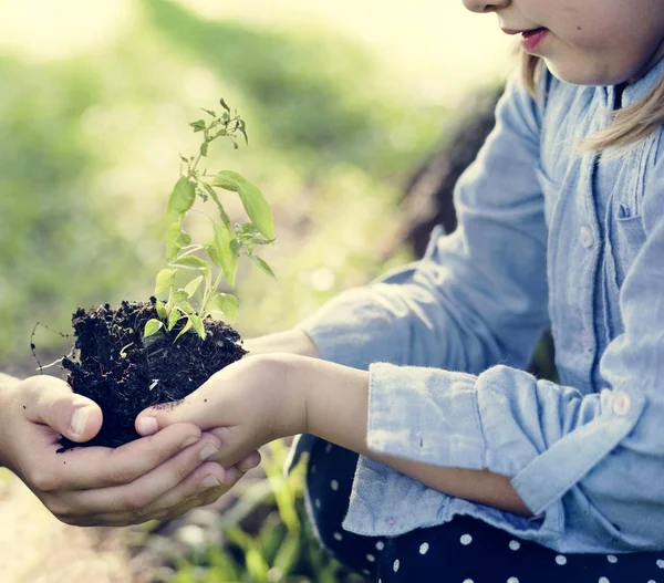 Hermana Hermano Plantando Árbol Nuevo Para Futuro —  Fotos de Stock