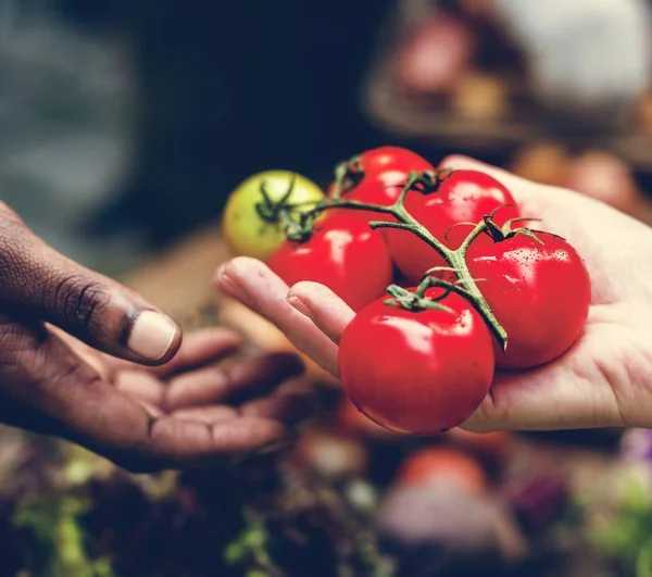 Closeup Hand Holding Tomato — Stock Photo, Image