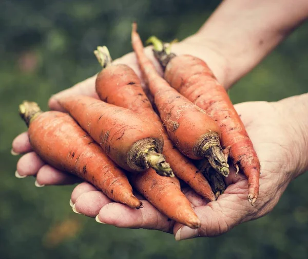 Свежая Органическая Морковь Руках — стоковое фото