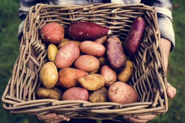 Свіжа Картопля Коренеплод — стокове фото
