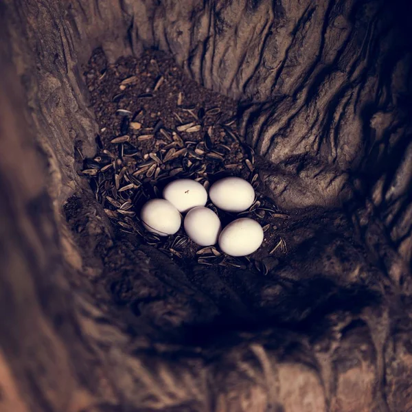 Closeup Animal Eggs Lying Floor — Stock Photo, Image