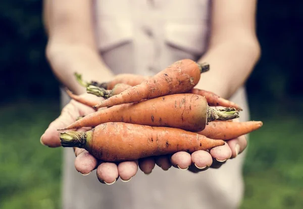 Свежая Органическая Морковь Руках — стоковое фото