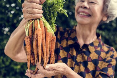 Taze organik havuç holding eller closeup