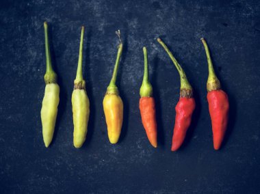 Taze biber konsepti.