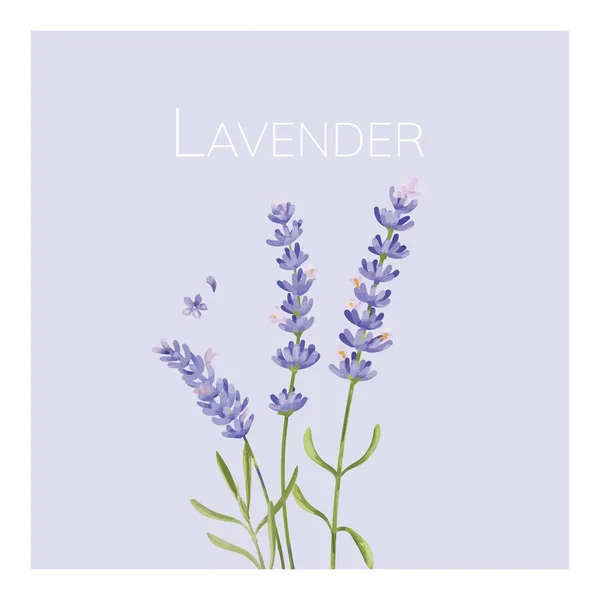 Hand Getekend Lavendel Bloem Illustratie — Stockfoto