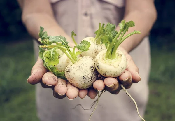 Remolacha Blanca Fresca Vegetal — Foto de Stock