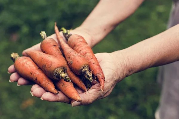 Руки Держат Морковь Органические Продукты Фермы — стоковое фото
