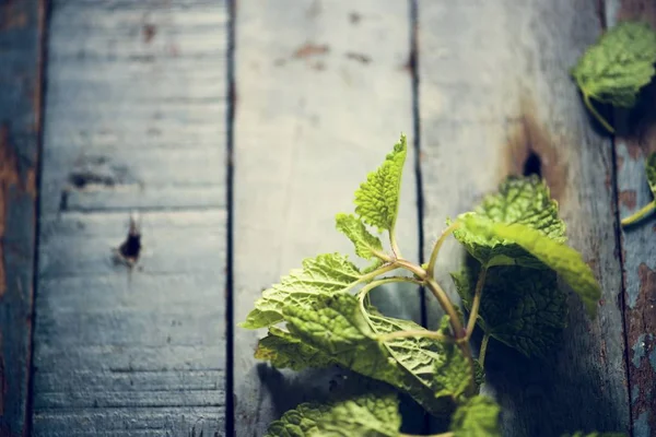 Closeup Fresh Mint Leaves Wooden Background — Stock Photo, Image