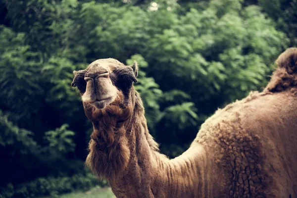 Primer Plano Del Camello Zoológico —  Fotos de Stock