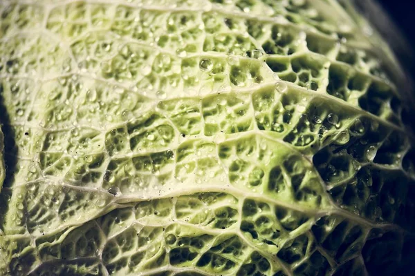 Taze lahana yaprağı closeup
