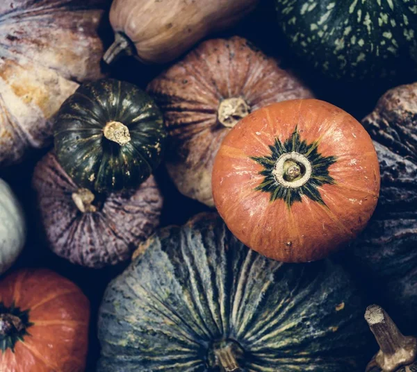 Çeşitli taze balkabaklarının havadan görünüşü