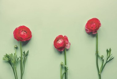 Yeşil arka planda kırmızı çiçekler