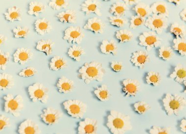 Mavi Arkaplanda Beyaz Papatya Çiçekleri