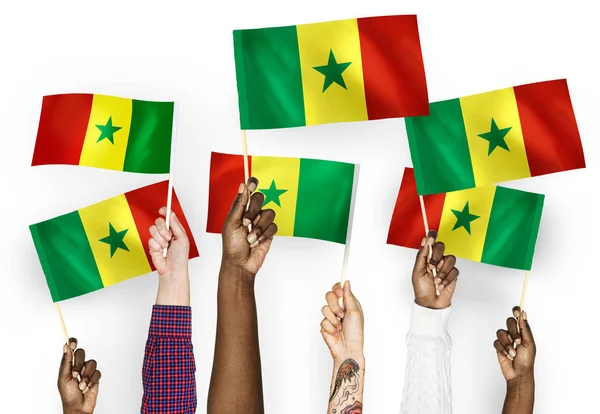 Les Mains Agitant Les Drapeaux Sénégal — Photo