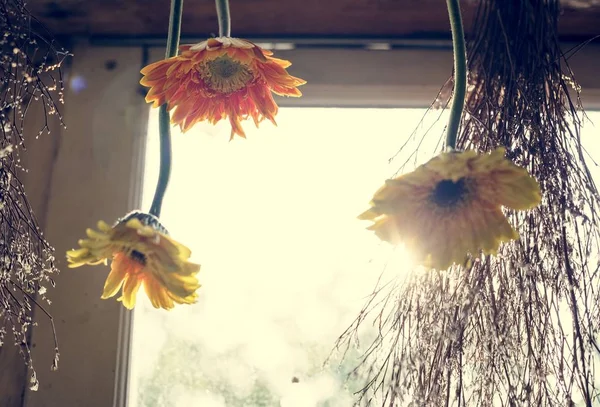 Olika Blommor Hängande Vid Fönstret För Att Torka — Stockfoto